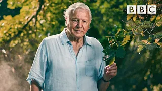 95 years in 95 seconds: David Attenborough turns 95 today. Happy Birthday! 🎂 BBC