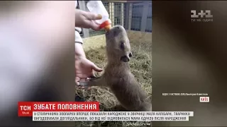 У зоопарку Києва вигодовують маля капібари
