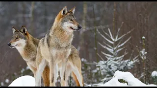 Daily Dose of Nature | Pack Mentality  How Wolves Hunt