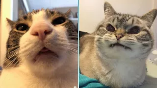 Try Not To Laugh 🤣 New Funny Cats And Dog Video 😹 - Just Cats Part 34