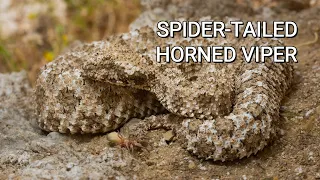 Spider-tailed horned viper from Iran, the most extraordinary snake in the world