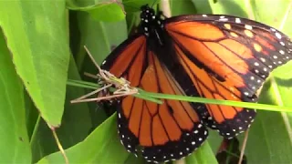 Monarch Butterfly Rescue