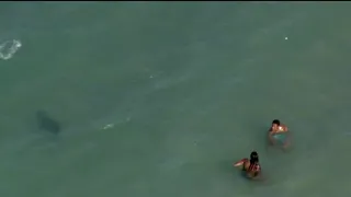 VIDEO: Shark swims near the shoreline at Florida beach