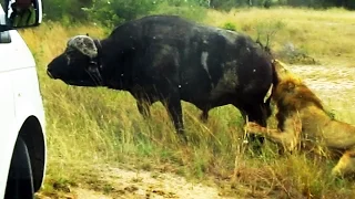 Buffalo Bursts Car's Tire to Chase Lions Away - Latest Wildlife Sightings