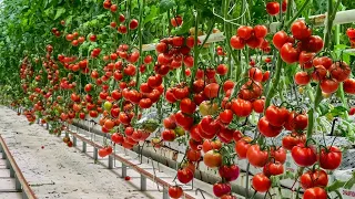 How are tomatoes grown and harvested in a huge greenhouse? How does it work?