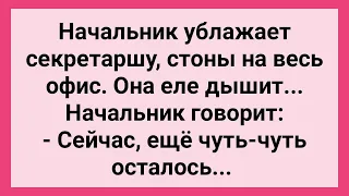 Начальник Ублажает Секретаршу! Сборник Свежих Смешных Жизненных Анекдотов!