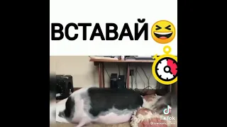 Вставай йо....й шашлык !!! прикол