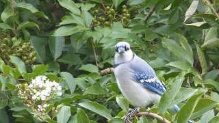 How to attract Blue Jays - Basic tips