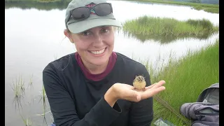 Assessment & Monitoring of Tidal Marsh Bird Populations in the Face of Global Change