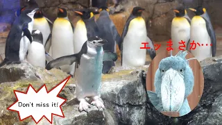 【ハシビロコウふたばファン必見】長崎ペンギン水族館がすごい!!飼育員さんにごはんをもらうペンギンのシーンにドキッ!(ふたばちゃんは出てきません)Nagasaki Penguin Aquarium
