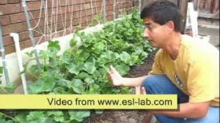 Square Foot Gardening - www.esl-lab.com