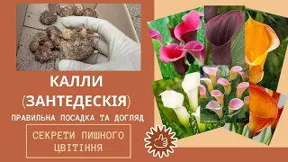 Калли (зантедескія). Правильна посадка та догляд. Як правильно підготувати калли до висадки в грунт.