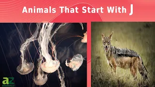 Animals That Start With The Letter J - Listed With Facts