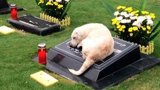 Этот пёс пришел на похороны своего хозяина, чтобы попрощаться с ним...