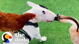 Rescued Tiny Gosling Thinks This Bull Terrier Is Her Mom | The Dodo Odd Couples