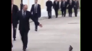 путин голубь gif