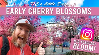 Where To See The EARLY Cherry Blossoms In Washington DC In 2023 | Right Now!