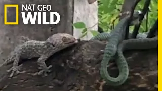 Battle Between Geckos and a Snake Ends in a Twist | Nat Geo Wild