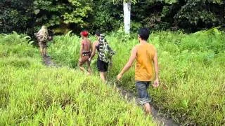 Carryring a fullgrown pig on back mentawai style through forrest