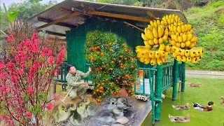 Full video about growing peaches, kumquats, bananas, gardening and animal husbandry