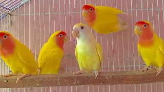 Lovebird Singing & Chirping Sound - Comman Lotino Pair