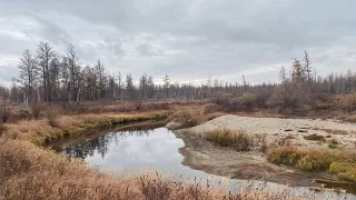 Охота на лося на реву. Якутия, Намский улус. Сентябрь 2020 года