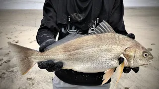 How to Fillet a Spotfin Croaker - Surf Fishing In So Cal