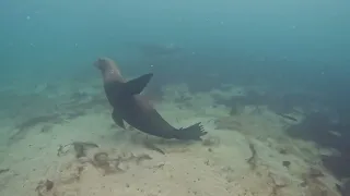 Sea Lions, Monterey CA