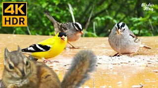 Cat TV for Cats to Watch 😺 Cute birds, chipmunks and squirrels 🐦🐿 8 Hours(4K HDR)