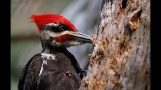 Inside the World of Woodpeckers: The Hunt for Hidden Insects in Trees