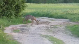 Koziołki, napotkane zwierzęta @KaKarpik #wild  #nature