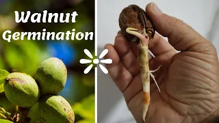 How to grow a walnut tree from seed - Easy way