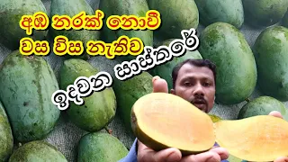 අඹ ඉදවන්නේ කොහොමද | How do mangoes ripen? | Fruits in sri lanka | mango