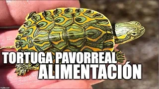 Tortuga Pavorreal   alimentación