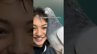 the pet pigeon experience #petpigeon #pigeon