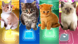 Cute Cats Shakira Waka Waka  Lady Gaga Bloody Mary  BTS Savage Love & Fake Love -Tiles Hop EDM Rush