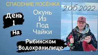 РЫБИНСКОЕ ВОДОХРАНИЛИЩЕ!!! ДЕНЬ 1-й. ОКУНЬ ИЗ ПОД ЧАЙКИ. СПАСЛИ  ЛОСЁНКА-СОПРОВОДИЛИ ДО БЕРЕГА!!!