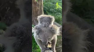 Adorable Mom and Baby Koala Get Fascinated By a Camera || PETASTIC 🐾