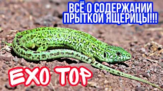 ВСЁ О СОДЕРЖАНИИ ПРЫТКОЙ ЯЩЕРИЦЫ! КАК СОДЕРЖАТЬ ПРЫТКУЮ ЯЩЕРИЦУ! EXO TOP