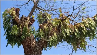 Dangerous Job..!! Cutting dry dead trees is disturbing road users