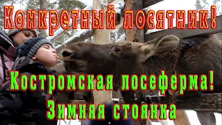 Конкретный Лосятник! Поездка на Костромскую лосеферму! Зимняя стоянка лосей.