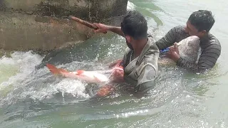 දැල් කඩාගෙන යන ලොකු මාළු !!! Big Ctala Fishing In Rohu Fishing !!! Fish Hunting !! Sri Lanka Lake