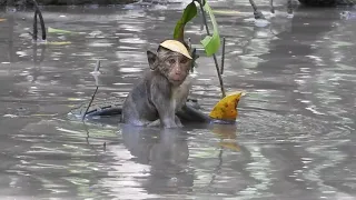 Baby Monkeys Enjoy Playing In The Water