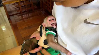 Monkey BiBi cried for his father to go to coffee!