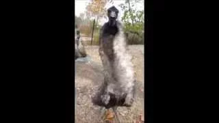 Angry Emu