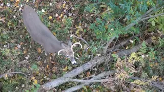 80. Hunt-rattled in bucks from corn proving my scent regimen. Buck tried but couldn't smell my entry