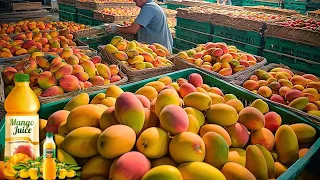 How MILLIONS of MANGOES are Harvested & How MANGO JUICE is Made in Factories