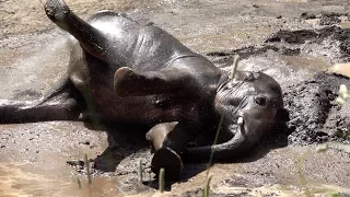Asian elephant Samudra takes a mud bath