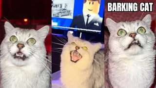 Try Not To Laugh (Deksy The Barking Cat)