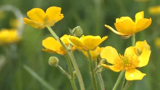 Soft Music for relaxation with yellow flowers